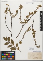 Foto von Salix myrsinifolia Salisb.